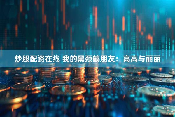 炒股配资在线 我的黑颈鹤朋友：高高与丽丽